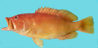 Image result for Cephalopholis fulva