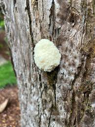 Attēlu rezultāti vaicājumam “Reticularia sp.”