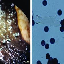 Attēlu rezultāti vaicājumam “Badhamia affinis sessile”