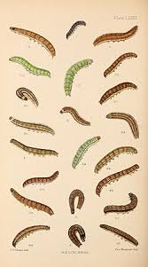 Attēlu rezultāti vaicājumam “Agrochola litura imago”