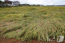 Image result for 붶