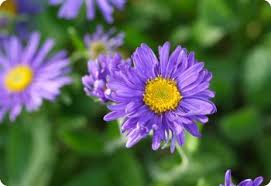 Image result for Aster alpinus