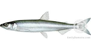 Image result for Osmerus mordax