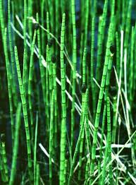 Attēlu rezultāti vaicājumam “Equisetum fluviatile”
