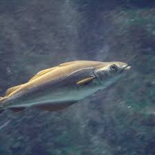 Image result for Pollachius pollachius