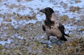 Attēlu rezultāti vaicājumam “Corvus cornix”