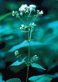 Attēlu rezultāti vaicājumam “Oenothera rubricauli flower”