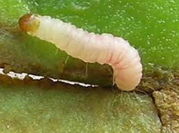 Attēlu rezultāti vaicājumam “Plodia interpunctella”