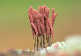 Attēlu rezultāti vaicājumam “Diderma hemisphaericum young”