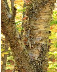 Attēlu rezultāti vaicājumam “Betula alleghaniensis”