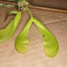 Attēlu rezultāti vaicājumam “Acer saccharinum fruit”