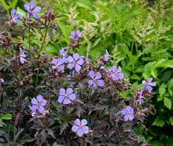 Attēlu rezultāti vaicājumam “Geranium pratense”