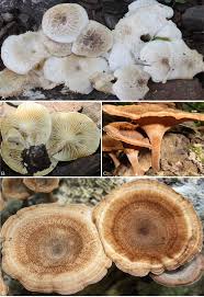 Attēlu rezultāti vaicājumam “Lentinus lepideus”