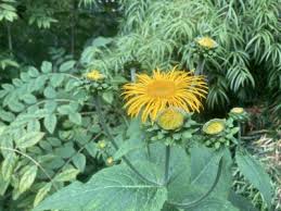 Attēlu rezultāti vaicājumam “Telekia speciosa bud”