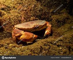 Image result for Cancer pagurus