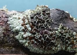 Attēlu rezultāti vaicājumam “Physcia aipolia”