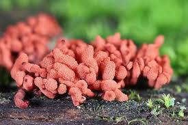 Attēlu rezultāti vaicājumam “Arcyria affinis”