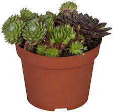 Image result for echtes Hauswurz