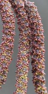 Attēlu rezultāti vaicājumam “Alnus incana female flower”