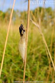 Attēlu rezultāti vaicājumam “Zygaena cocoon”
