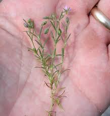 Attēlu rezultāti vaicājumam “Spergularia rubra leaf”