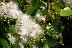 Attēlu rezultāti vaicājumam “Populus x canadensis fruit”