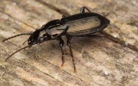 Attēlu rezultāti vaicājumam “Pterostichus oblongopunctatus”