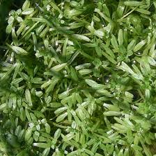 Attēlu rezultāti vaicājumam “Callitrichaceae”