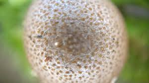 Attēlu rezultāti vaicājumam “Lycogala roseosporum spores”