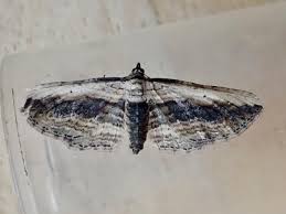 Attēlu rezultāti vaicājumam “Horisme vitalbata”