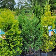 Attēlu rezultāti vaicājumam “Thuja occidentalis”