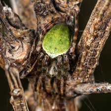 Attēlu rezultāti vaicājumam “Araneidae”
