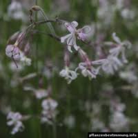 Attēlu rezultāti vaicājumam “Silene x arkwrightii Vesuvius”