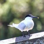 Image result for Sterna acuflavida