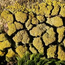 Attēlu rezultāti vaicājumam “Candelariella sp.”