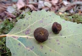 Attēlu rezultāti vaicājumam “Pachyphloeus melanoxanthus”