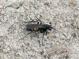 Attēlu rezultāti vaicājumam “Anoplius viaticus”