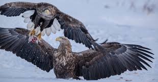 Attēlu rezultāti vaicājumam “Aquila pomarina adult”