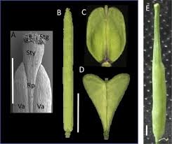 Attēlu rezultāti vaicājumam “Capsella bursa-pastoris fruit”