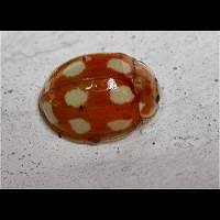 Attēlu rezultāti vaicājumam “Calvia decemguttata larva”