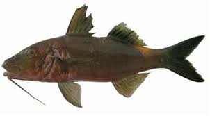 Image result for Parupeneus cyclostomus