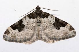 Attēlu rezultāti vaicājumam “Xanthorhoe fluctuata”