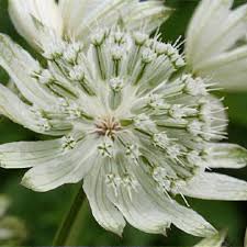 Attēlu rezultāti vaicājumam “Astrantia major leaf”