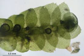 Attēlu rezultāti vaicājumam “Calypogeia”