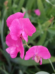 Attēlu rezultāti vaicājumam “Lathyrus tuberosus”