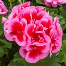 Attēlu rezultāti vaicājumam “Calliergon megalophyllum”