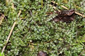 Attēlu rezultāti vaicājumam “Plagiomnium ellipticum”