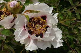 Attēlu rezultāti vaicājumam “Paeoniaceae”