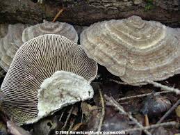 Attēlu rezultāti vaicājumam “Lenzites betulina”