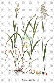 Attēlu rezultāti vaicājumam “Holcus mollis”